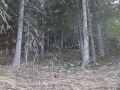 2015-03_21_Schneerosenwanderung_02.jpg