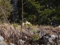 2015-03_21_Schneerosenwanderung_04.jpg