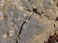 2015-03_21_Schneerosenwanderung_06.jpg