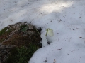 2015-03_21_Schneerosenwanderung_10.jpg
