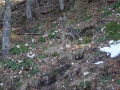 2015-03_21_Schneerosenwanderung_11.jpg